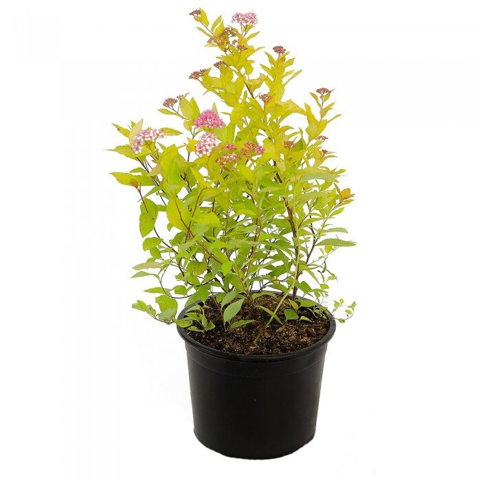Cununita - Spiraea japonica Golden Princess 10 - 20 cm