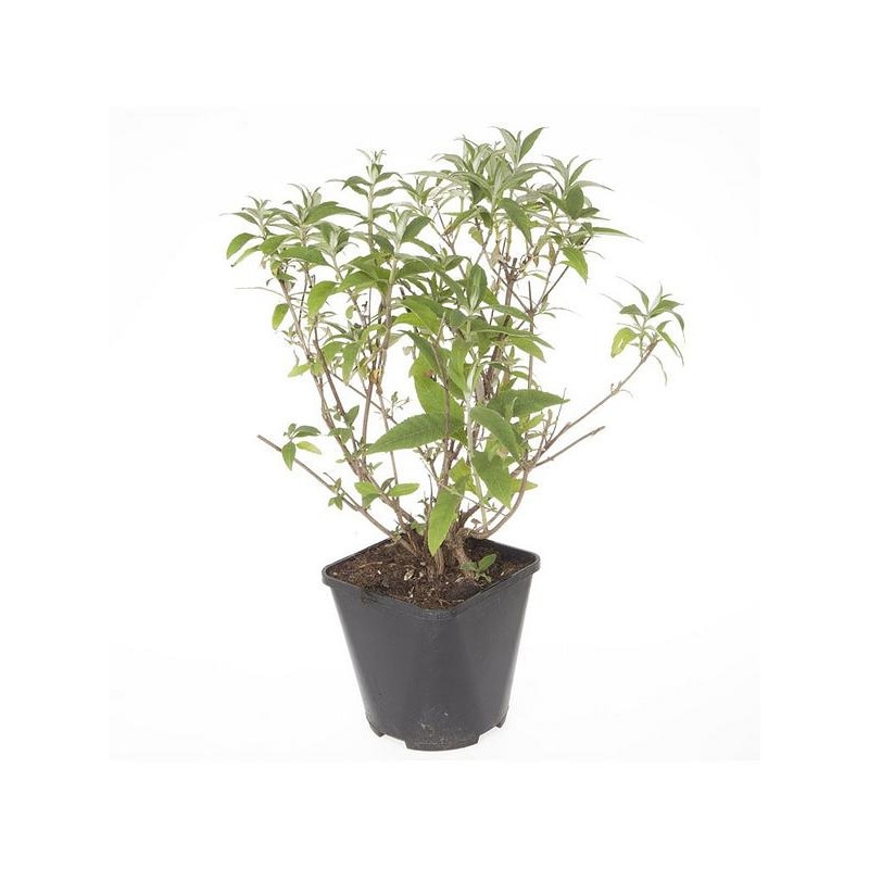 Liliac de vara - Buddleja Orchid Beauty 20 - 30 cm