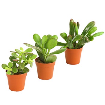 Set de 3 plante suculente mini diferite, Secret Garden Set de 3 plante suculente mini diferite, Secret Garden