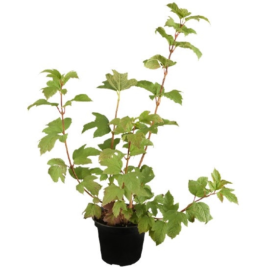 Calin - Viburnum Opulus Roseum 20 - 30 cm