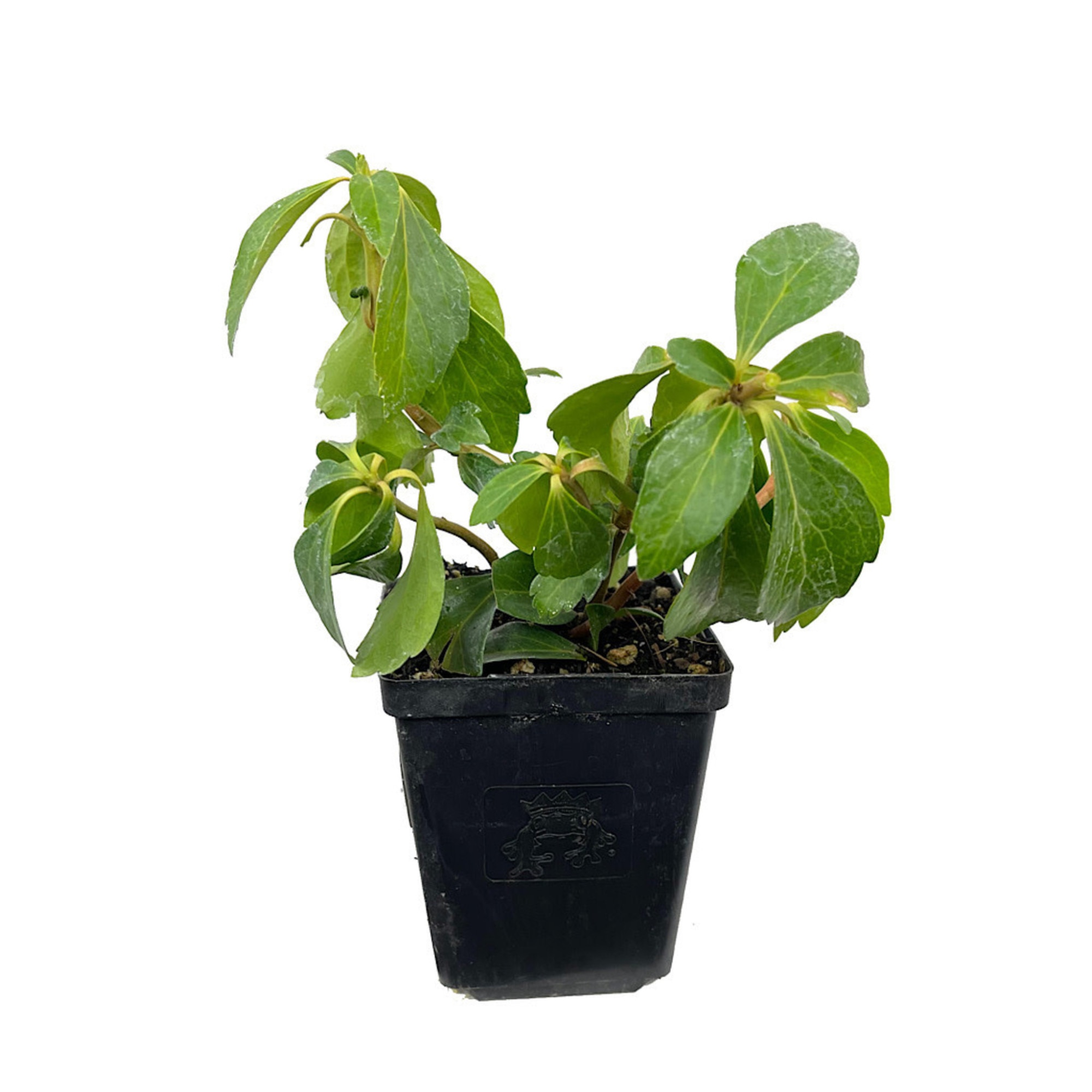 Pachysandra Green Carpet inaltime 0 - 5 cm