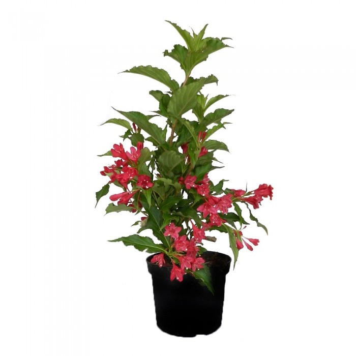 Weigela Red Prince - 30-40 cm