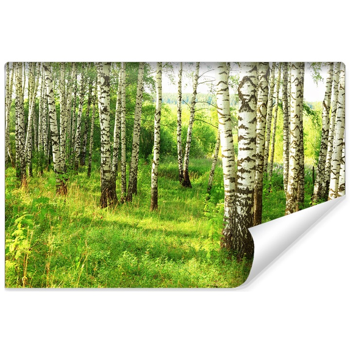 Fotótapéta nyírerdő, Fali dekoráció, Természet 135cm x 90cm Vlies, Könnyen tisztítható, Modern kivitelben, Dekorációk, Divatos minta, Hálószoba, Iroda