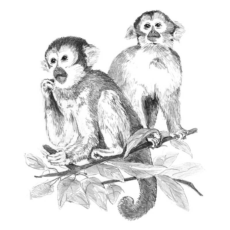 Set schite, Royal Langnickel, 17 – Monkeys