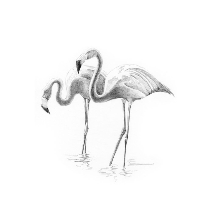 Kezdő vázlat-Flamingo 13x18 cm