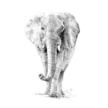 Crochiu Incepatori Elefant 22x29 Cm Emag Ro