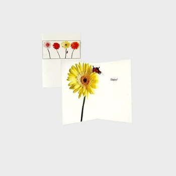Felicitare Gerbera 3D Felicitare Gerbera 3D