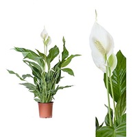 spathiphyllum - crinul pacii h55 cm imagen 47_1_
0