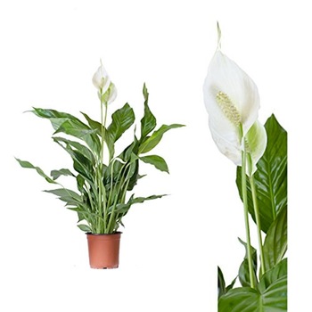 Spathiphyllum - Crinul Pacii H55 cm, Secret Garden Spathiphyllum - Crinul Pacii H55 cm, Secret Garden