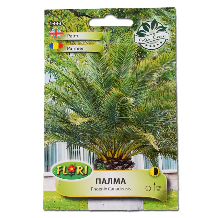 Seminte de palmier Phoenix, 1 g