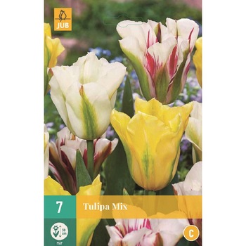 Bulbi, Lalele Viridiflora Mix, Holland, 7 buc Bulbi, Lalele Viridiflora Mix, Holland, 7 buc