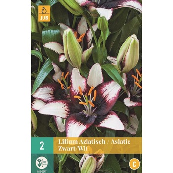 Bulbi, Crin Asiatic Black & White, Holland, 2 buc Bulbi, Crin Asiatic Black & White, Holland, 2 buc