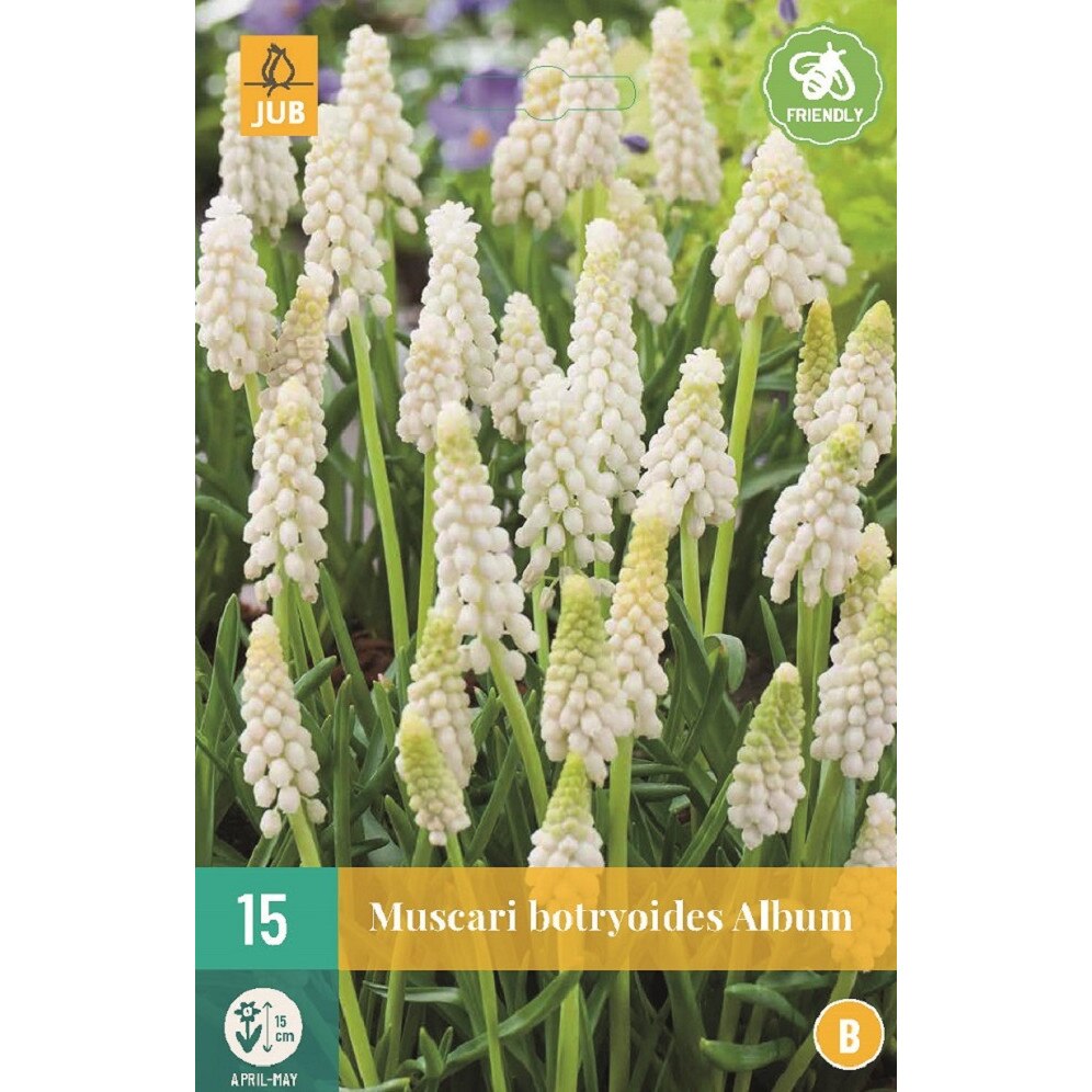 Bulbi, Muscari Botryoides Album, Holland, 15 buc