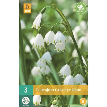 Bulbi, Ghiocei de vara Leucojum Gravetye Giant, Holand, 3 buc Bulbi, Ghiocei de vara Leucojum Gravetye Giant, Holand, 3 buc