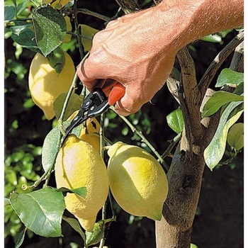 Foarfeca profesionala pentru recoltat, cu lama curbata, 16,5 cm, Stoker Foarfeca profesionala pentru recoltat, cu lama curbata, 16,5 cm, Stoker