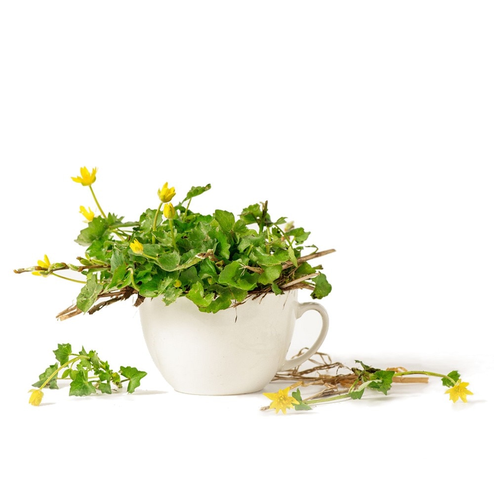 Ceai de plante Bamboo Orange, 50gr