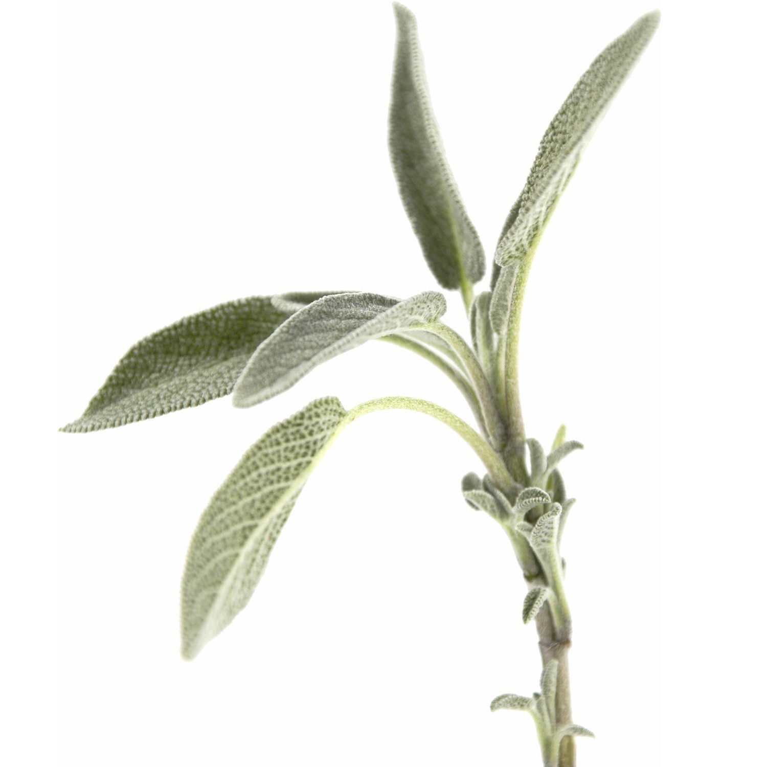 Ceai de plante Salvie, 50gr