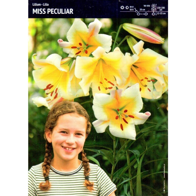 Bulbi crin, 5 bucati