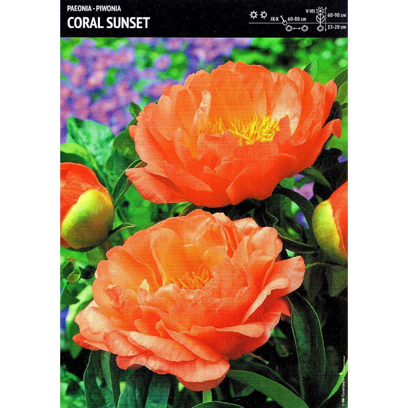 Bulb bujori Coral Sunset, 1 bucata
