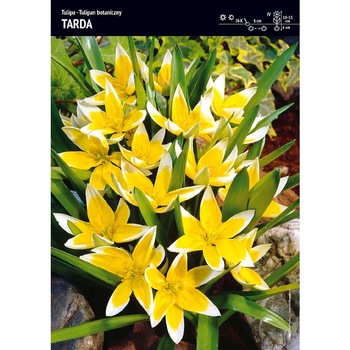 Bulbi lalea Tarda, 5 bucati Bulbi lalea Tarda, 5 bucati