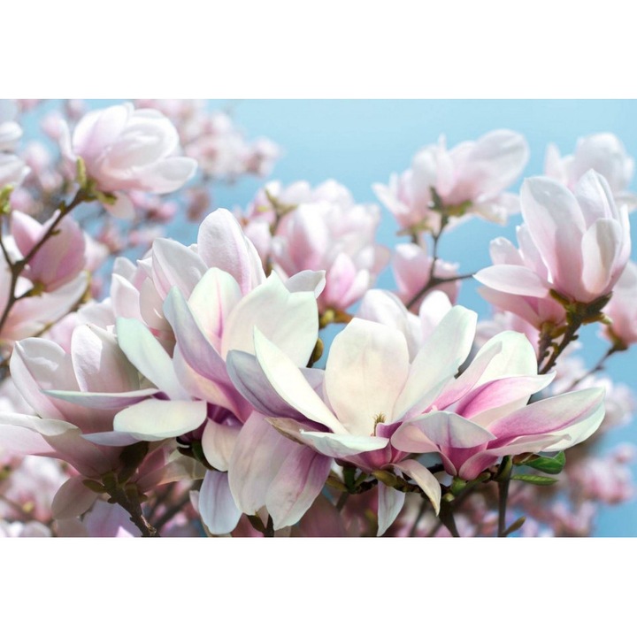 Fototapet 3D, Flori de Magnolie albe si roz pe fundalului cerului senin, 300 x 200 cm