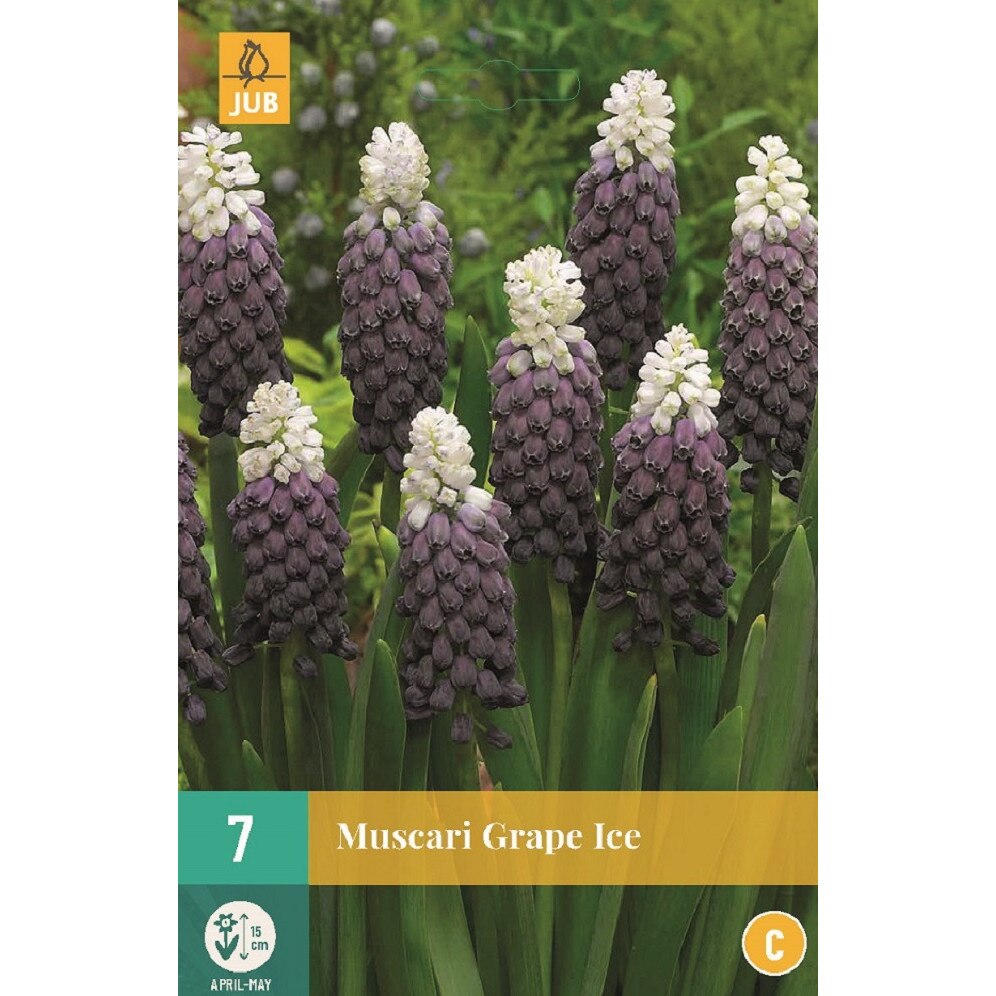 Bulbi, Muscari Grape Ice, Holland, 7 buc