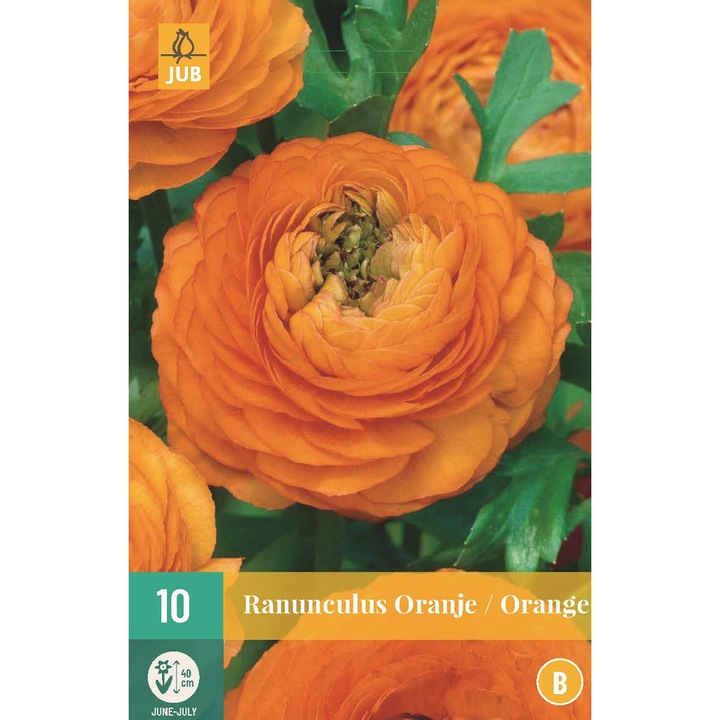 Bulbi, Ranunculus Orange, Hollland, 10 buc