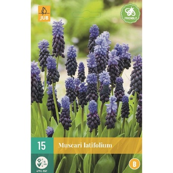 Bulbi, Muscari Latifolium, Holland, 15 buc Bulbi, Muscari Latifolium, Holland, 15 buc