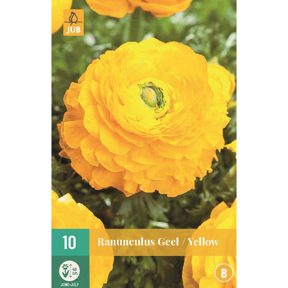 Bulbi, Ranunculus Yellow, Holland, 10 buc