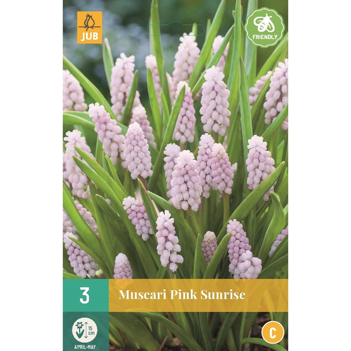 Hollandica, Muscari Pink Sunrise, virághagymák, 3 darab