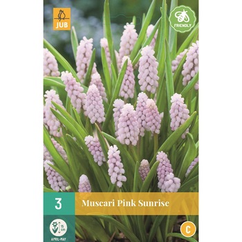 Bulbi, Muscari Pink Sunrise, Holland, 3 buc Bulbi, Muscari Pink Sunrise, Holland, 3 buc