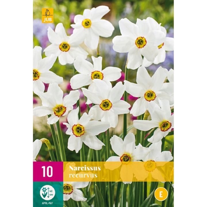 Bulbi, Narcise Recurvus, Jub Holland, 10 buc