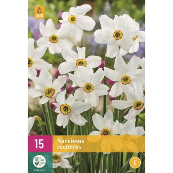 Bulbi, Narcise Poeticus, Holland, 15 buc Bulbi, Narcise Poeticus, Holland, 15 buc
