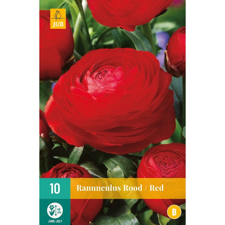 Hollandica, Boglárka Ranunculus Red, virághagymák, 10 darab