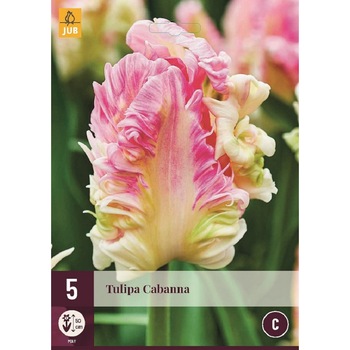 Bulbi, Lalele Cabanna, Holland, 5 buc Bulbi, Lalele Cabanna, Holland, 5 buc