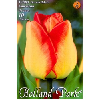 Bulbi Lalele American Dream HOLLAND PARK 10 bucati Bulbi Lalele American Dream HOLLAND PARK 10 bucati