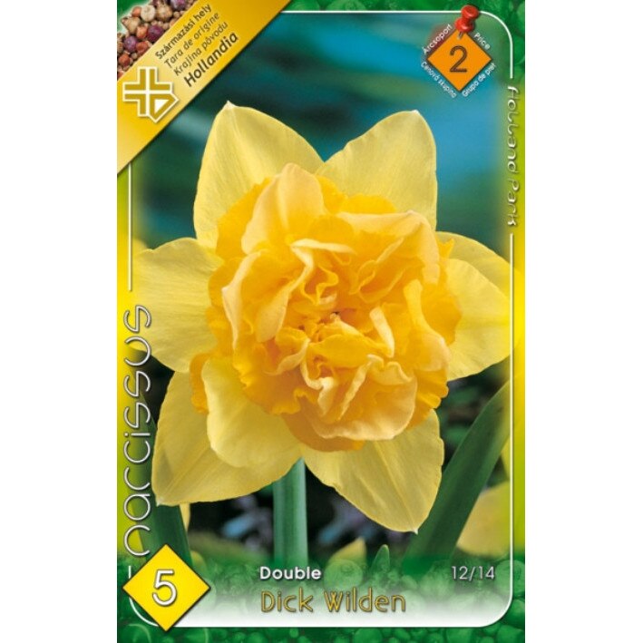 Bulbi Narcise Duble Dick Wilden HOLLAND PARK 5 bucati