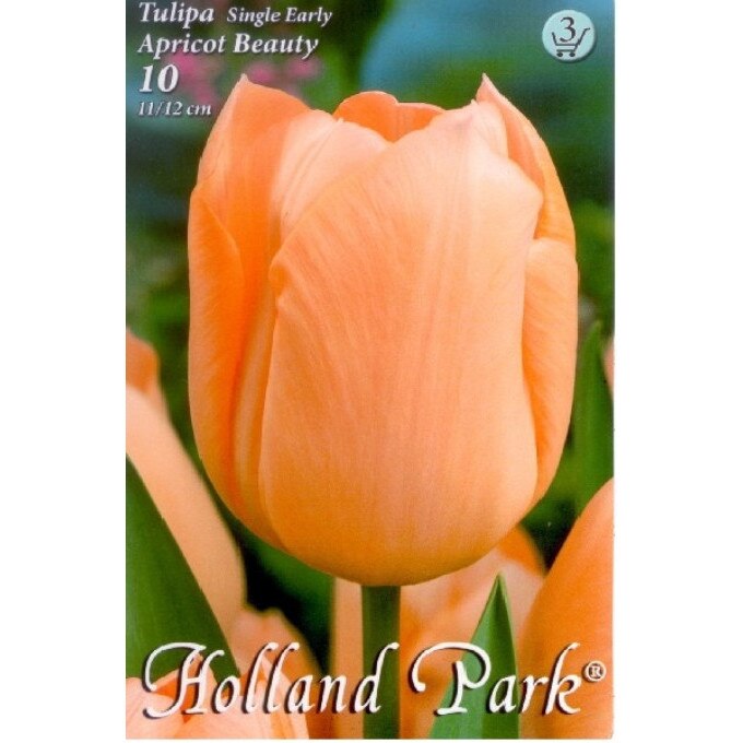 Bulbi Lalele Apricot Beauty HOLLAND PARK 10 bucati