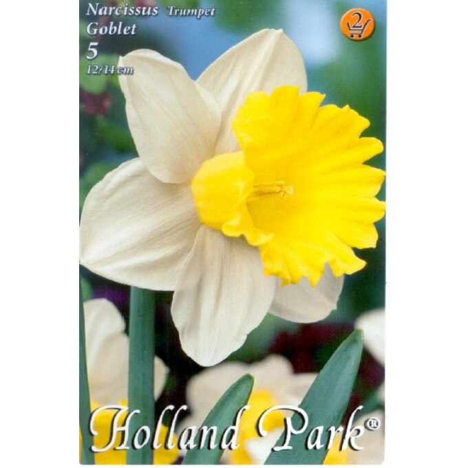Bulbi Narcise Goblet HOLLAND PARK 5 bucati