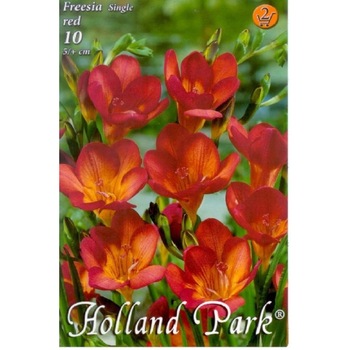 Bulbi Frezii Rosii HOLLAND PARK 10 bucati Bulbi Frezii Rosii HOLLAND PARK 10 bucati