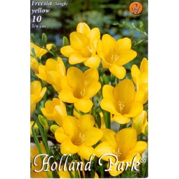 Bulbi Frezii galbene HOLLAND PARK 10 bucati Bulbi Frezii galbene HOLLAND PARK 10 bucati