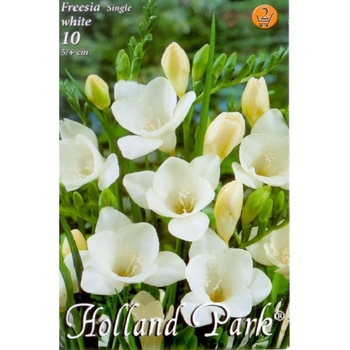 Bulbi Frezii albe HOLLAND PARK 10 bucati Bulbi Frezii albe HOLLAND PARK 10 bucati