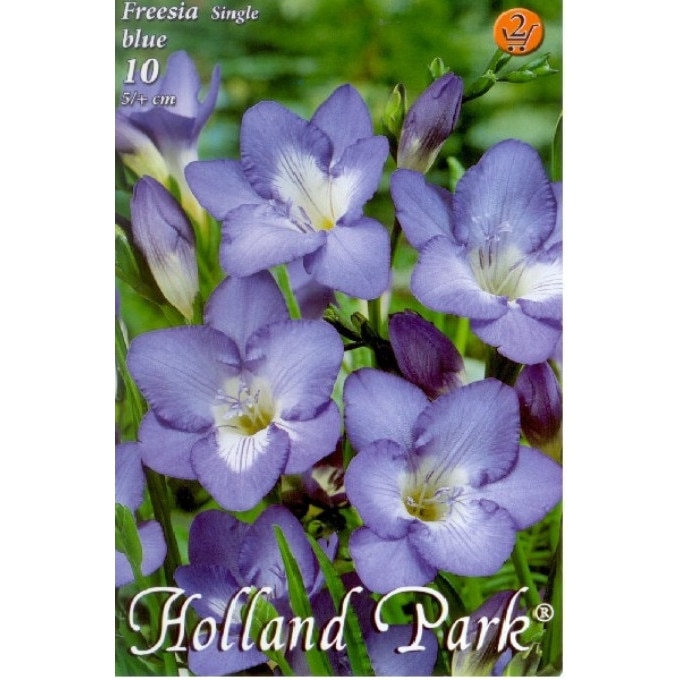 Bulbi Frezii albastre HOLLAND PARK 10 bucati