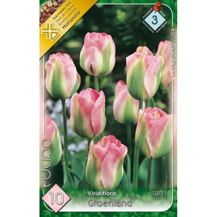Bulbi Lalele Groenland HOLLAND PARK 10 bucati