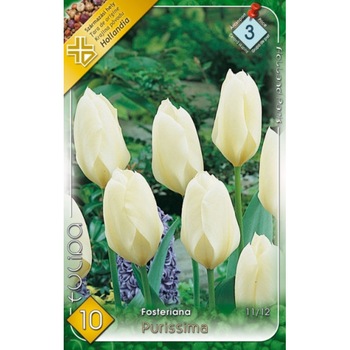 Bulbi Lalele Purissima HOLLAND PARK 10 bucati Bulbi Lalele Purissima HOLLAND PARK 10 bucati