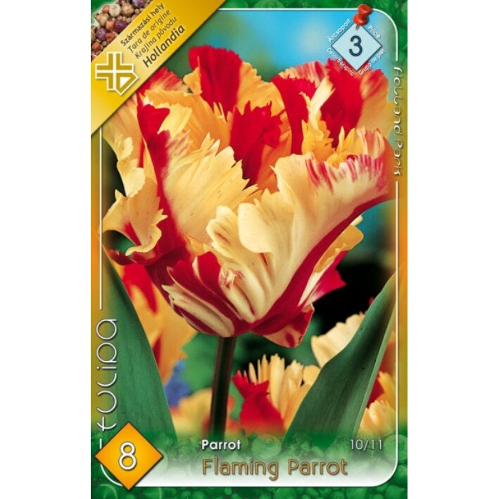Bulbi Lalele Flaming Parrot HOLLAND PARK 8 bucati