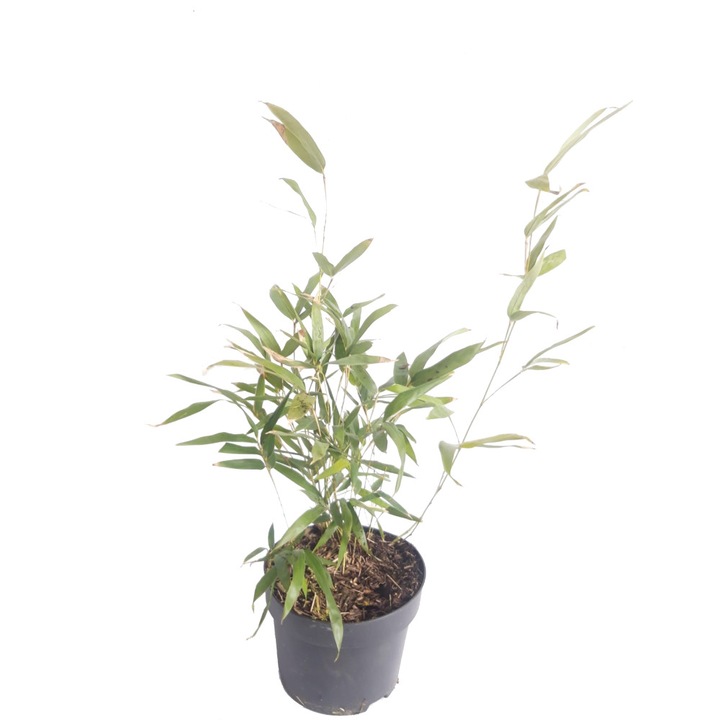Bambus Bambusa Bisetti, ghiveci 7 L, h 130-150 cm