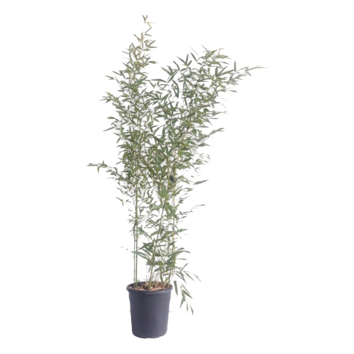 Bambus Bambusa Bisetti, ghiveci 9 L, h 160-200 cm