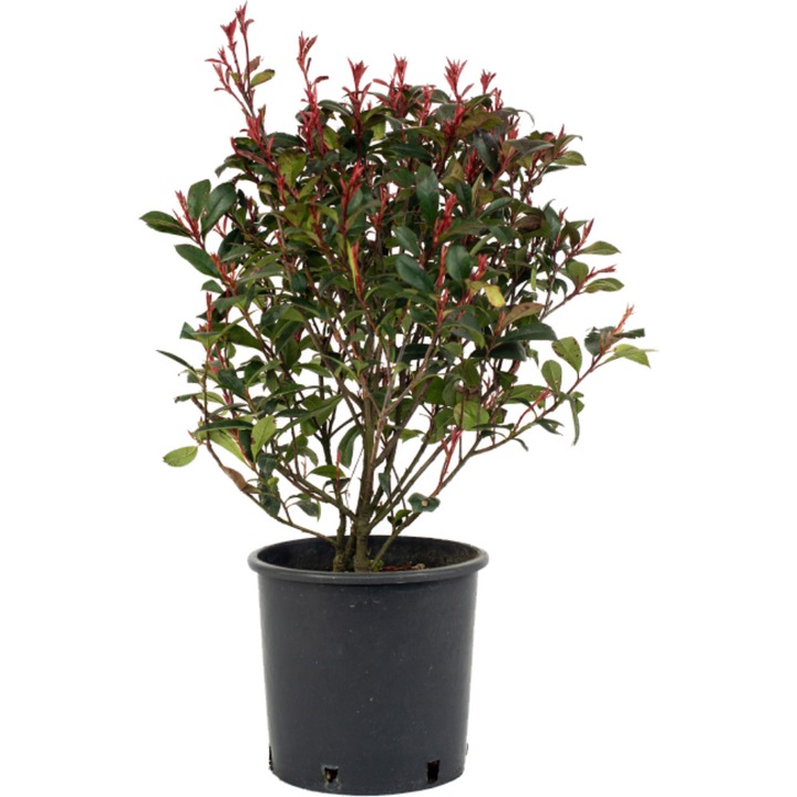Photinia Red Robin glob, ghiveci 7 L, CC 30-50 cm