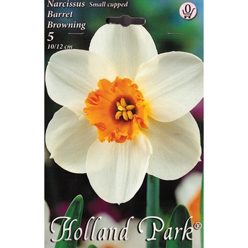 Bulbi Narcise Barret Browning HOLLAND PARK 5 bucati Bulbi Narcise Barret Browning HOLLAND PARK 5 bucati